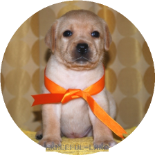 女の子(オレンジ母エメラルド)